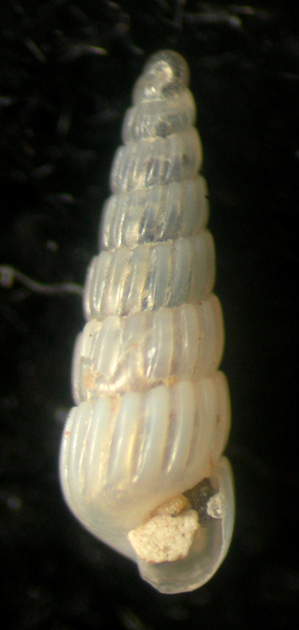 turbonilla